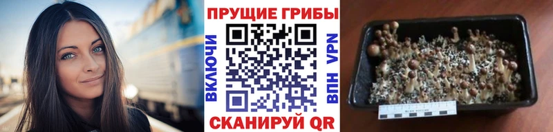 Псилоцибиновые грибы мицелий  что такое   Демидов 